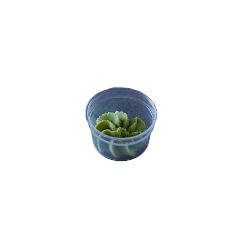 Bakje wasabi