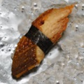 Nigiri unagi