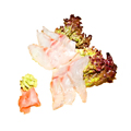 Tai sashimi