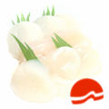 Sashimi Hotategai