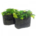 Chuka wakame gunkan