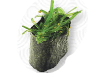 Gunkan chuka wakame