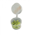 Wasabi (extra)