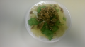 Waldorfsalade