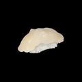 Hotategai nigiri