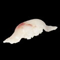 Tai nigiri