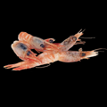 Ama-ebi sushimi