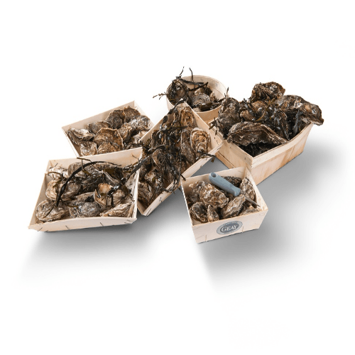 Special gillardeau oysters
