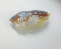 Nigiri saba