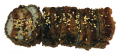 Fried crispy salmon roll