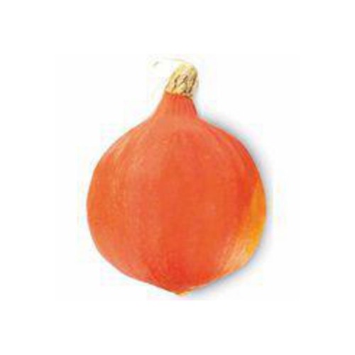 pompoen oranje 1 stuk