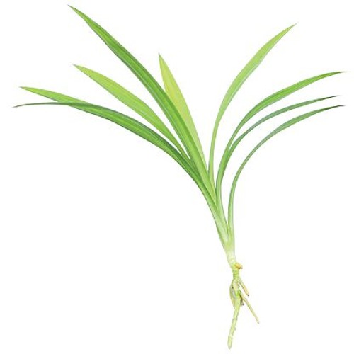 Pandanbladeren met Wortel (Klein) 150g