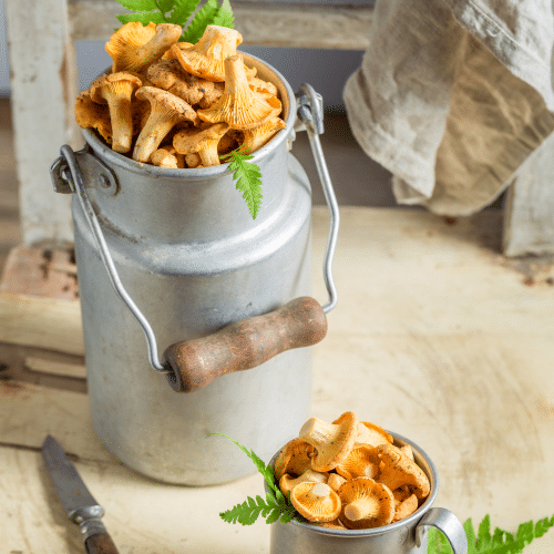 balti vis mushroom