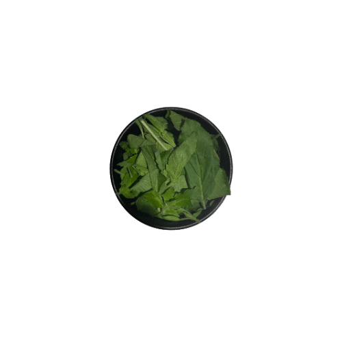 Basilicum